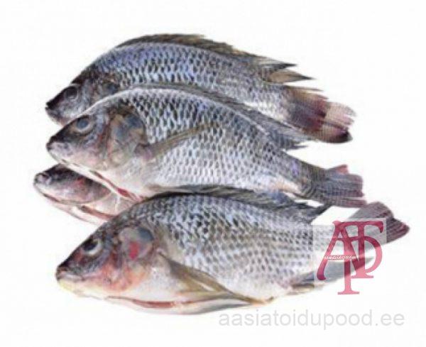 Frozen Black Tilapia Gutted and Scaled 1kg