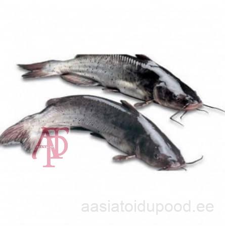 Catfish / Hito (frozen), 1kg
